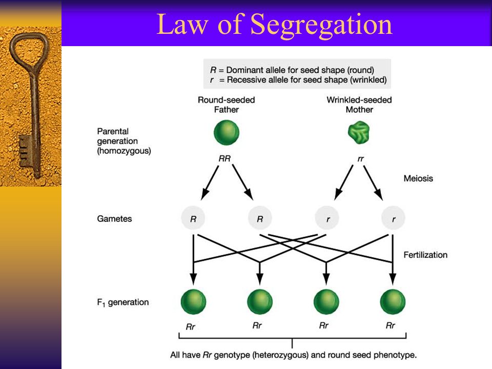 Genetics The Principles of Mendel. Beginnings  Mendel proposes the particulate model of inheritance.  This model replaces the earlier “blending” - ppt download