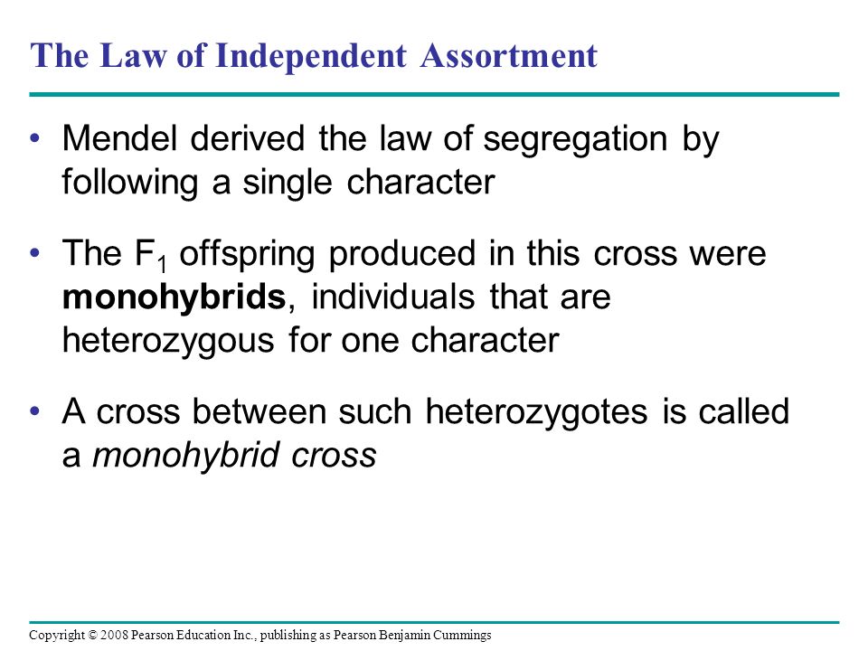 The Law of Independent Assortment Mendel derived the law of segregation by following a single character The F 1 offspring produced in this cross were monohybrids, individuals that are heterozygous for one character A cross between such heterozygotes is called a monohybrid cross Copyright © 2008 Pearson Education Inc., publishing as Pearson Benjamin Cummings