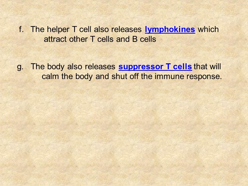 f. The helper T cell also releases lymphokines which attract other T cells and B cells g.