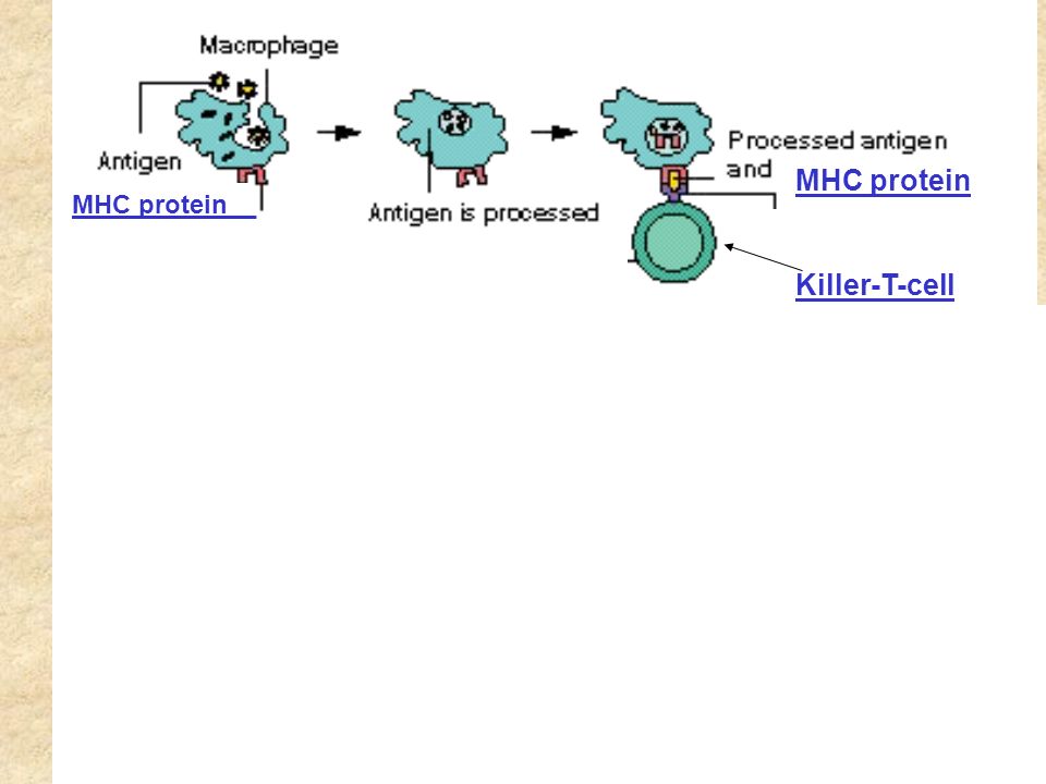 MHC protein__ Activated helper-T-cell Infected cell MHC protein Killer-T-cell Cell dies Activated killer-T-cell