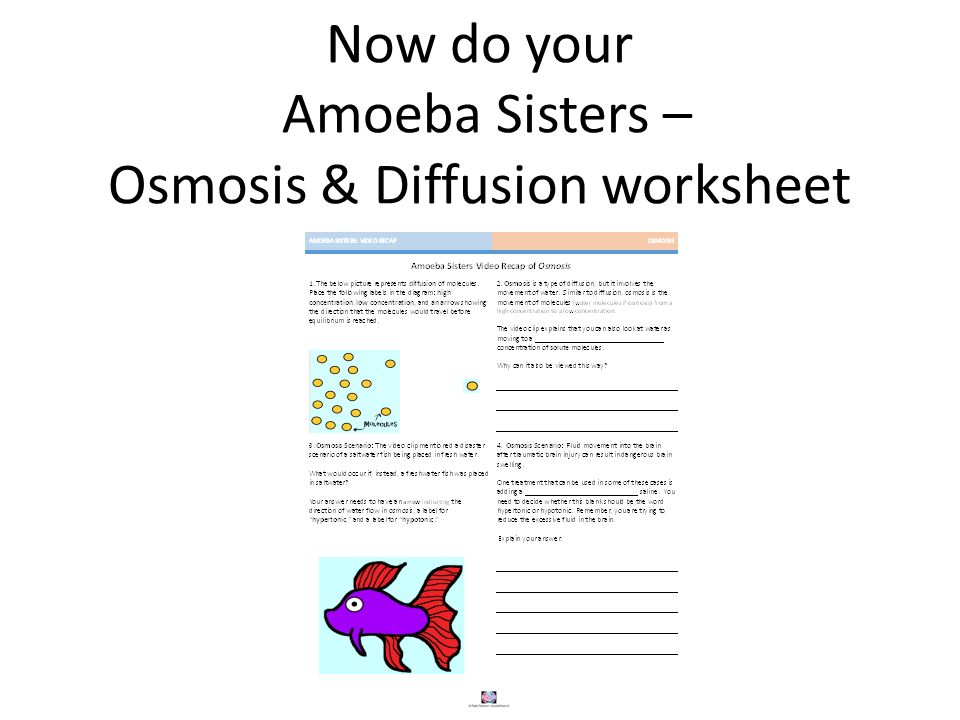 Now do your Amoeba Sisters - Osmosis & Diffusion worksheet.