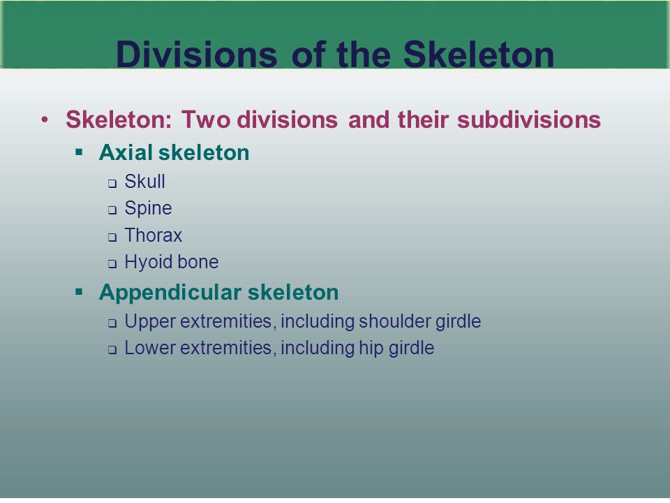 10 Divisions of the Skeleton Skeleton: Two divisions and their subdivisions  Axial skeleton  Skull  Spine  Thorax  Hyoid bone  Appendicular skeleton  Upper extremities, including shoulder girdle  Lower extremities, including hip girdle