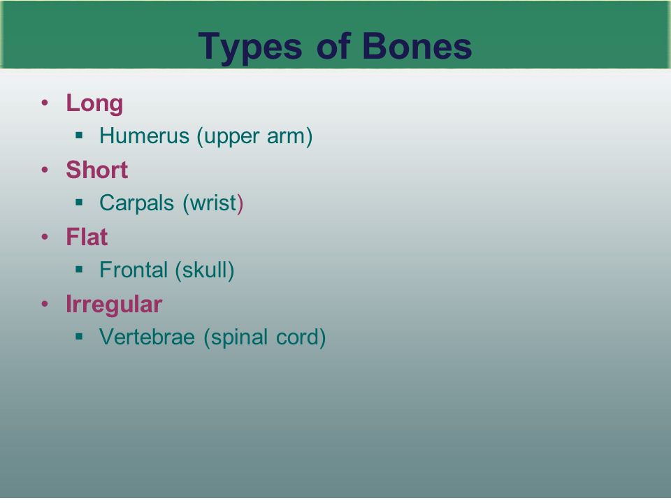2 Types of Bones Long  Humerus (upper arm) Short  Carpals (wrist) Flat  Frontal (skull) Irregular  Vertebrae (spinal cord)