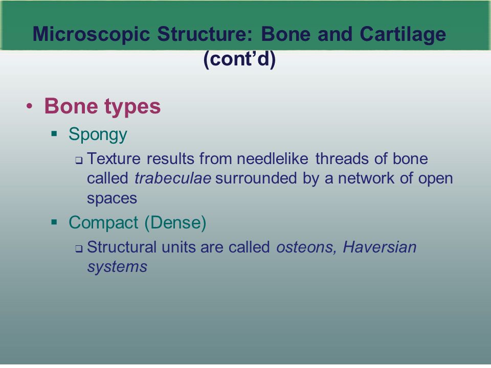 5 Microscopic Structure: Bone and Cartilage (cont’d) Bone types  Spongy  Texture results from needlelike threads of bone called trabeculae surrounded by a network of open spaces  Compact (Dense)  Structural units are called osteons, Haversian systems