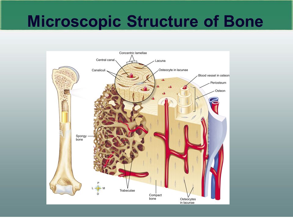 7 Microscopic Structure of Bone