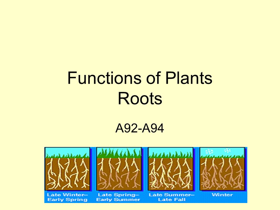 Functions of Plants Roots A92-A94