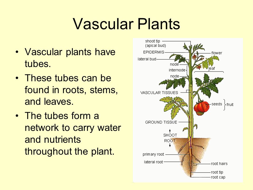 Vascular Plants Vascular plants have tubes. These tubes can be found in roots, stems, and leaves.