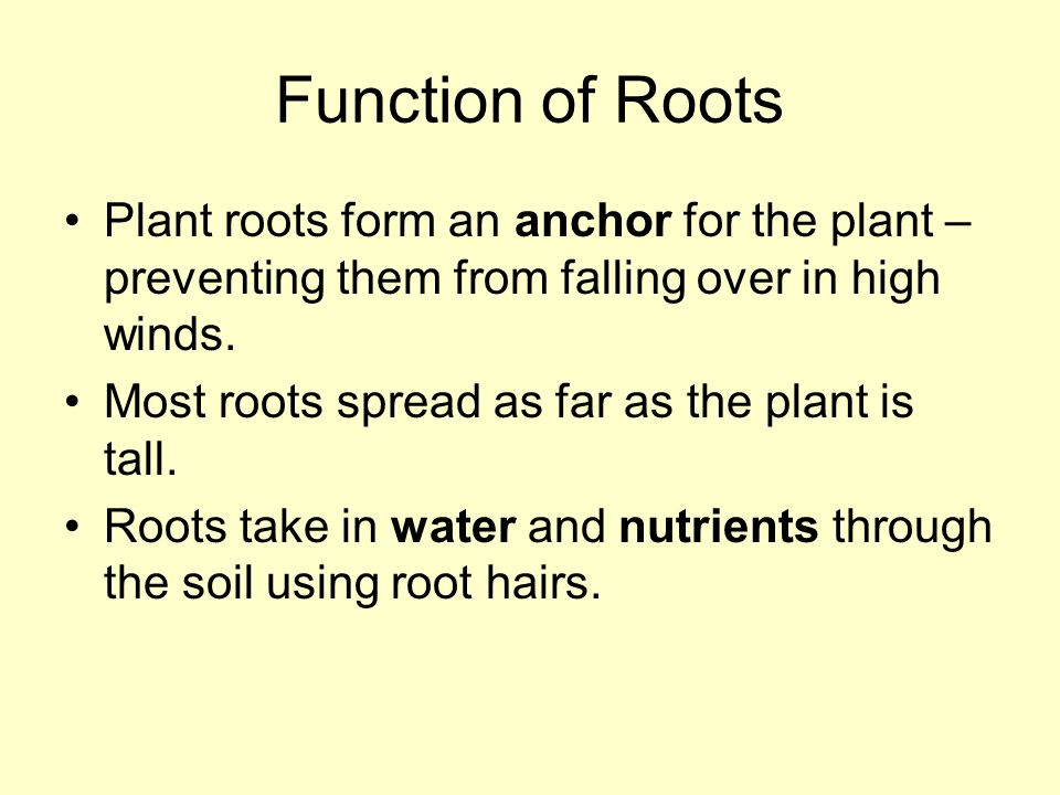 Function of Roots Plant roots form an anchor for the plant – preventing them from falling over in high winds.