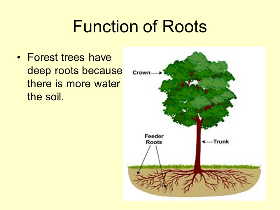 Function of Roots Forest trees have deep roots because there is more water in the soil.