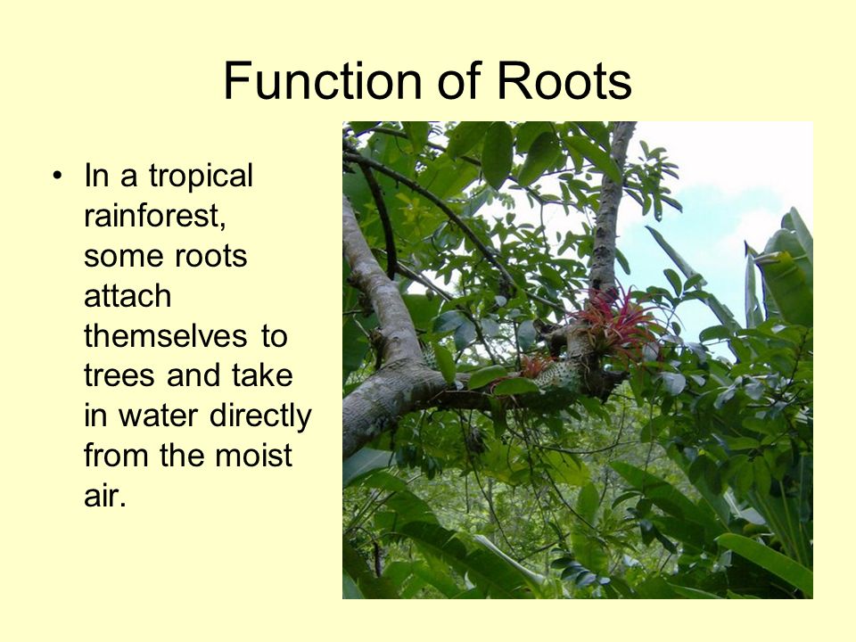 Function of Roots In a tropical rainforest, some roots attach themselves to trees and take in water directly from the moist air.