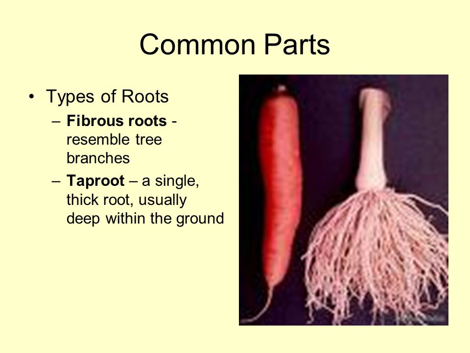 Common Parts Types of Roots –Fibrous roots - resemble tree branches –Taproot – a single, thick root, usually deep within the ground