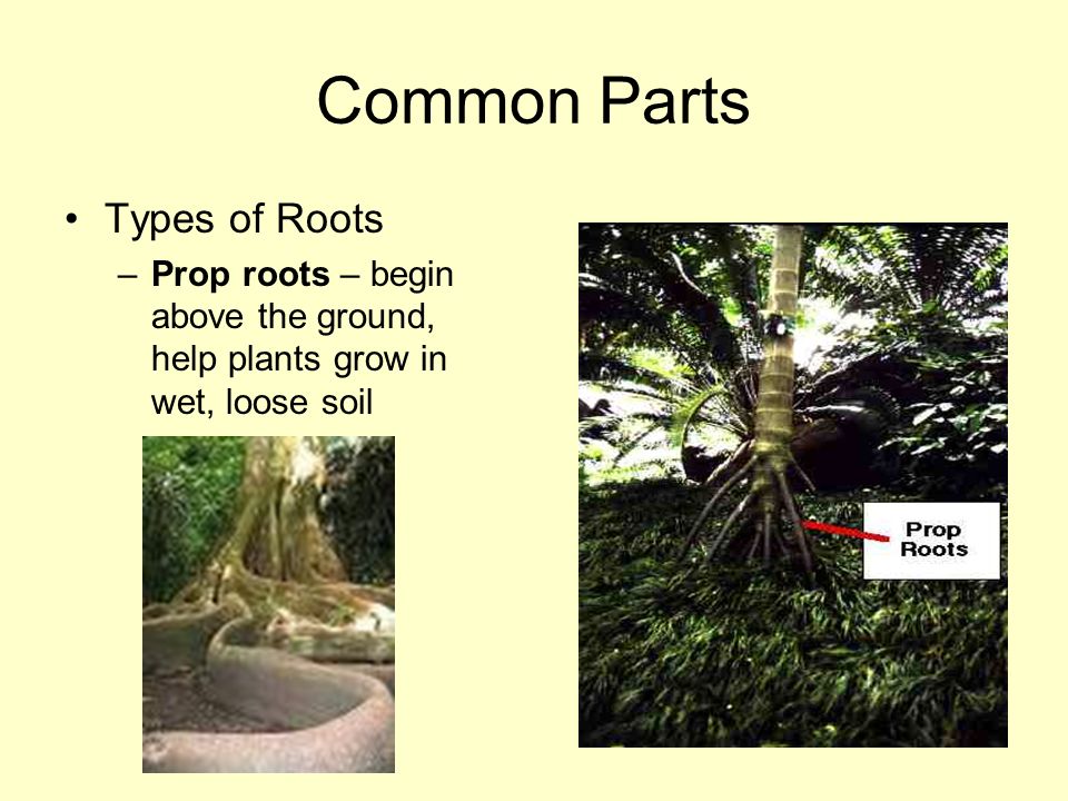 Common Parts Types of Roots –Prop roots – begin above the ground, help plants grow in wet, loose soil