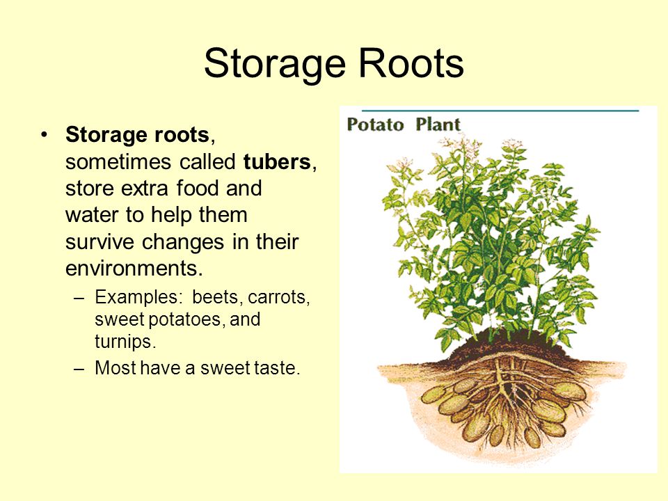 Storage Roots Storage roots, sometimes called tubers, store extra food and water to help them survive changes in their environments.