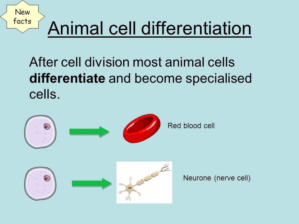 Stem cells + cell differentiation HW task Animal cell differentiation After  cell division most animal cells differentiate and become specialised. - ppt  download