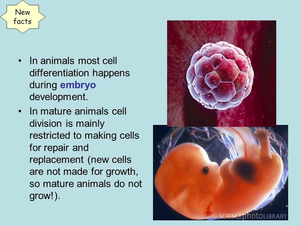 Stem cells + cell differentiation HW task Animal cell differentiation After  cell division most animal cells differentiate and become specialised. - ppt  download