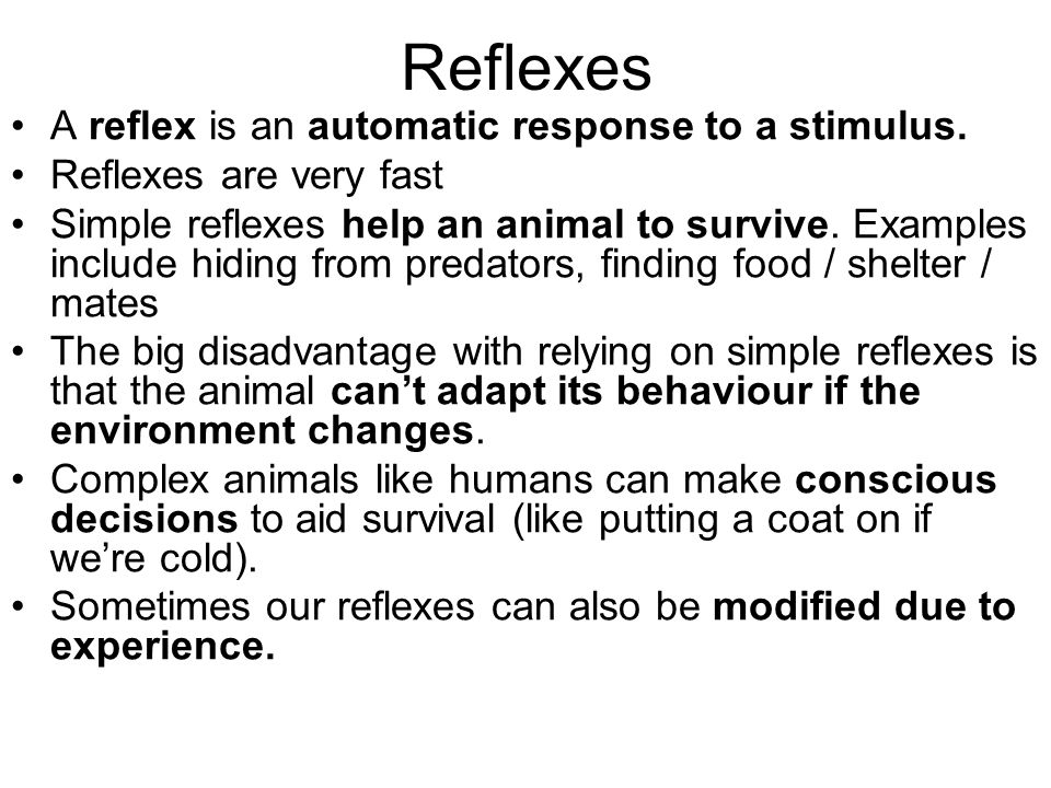 Brain and Mind. Reflexes A reflex is an automatic response to a stimulus.  Reflexes are very fast Simple reflexes help an animal to survive. Examples  include. - ppt download