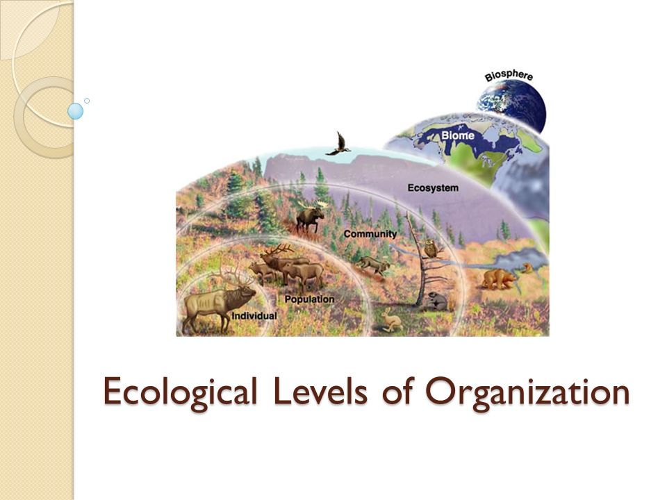 Ecological Levels of Organization
