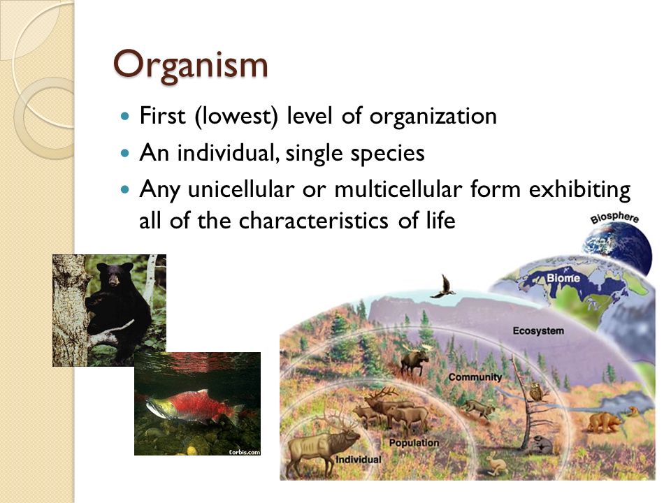 Organism First (lowest) level of organization An individual, single species Any unicellular or multicellular form exhibiting all of the characteristics of life