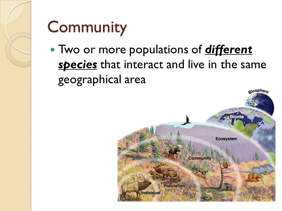 Community Two or more populations of different species that interact and live in the same geographical area