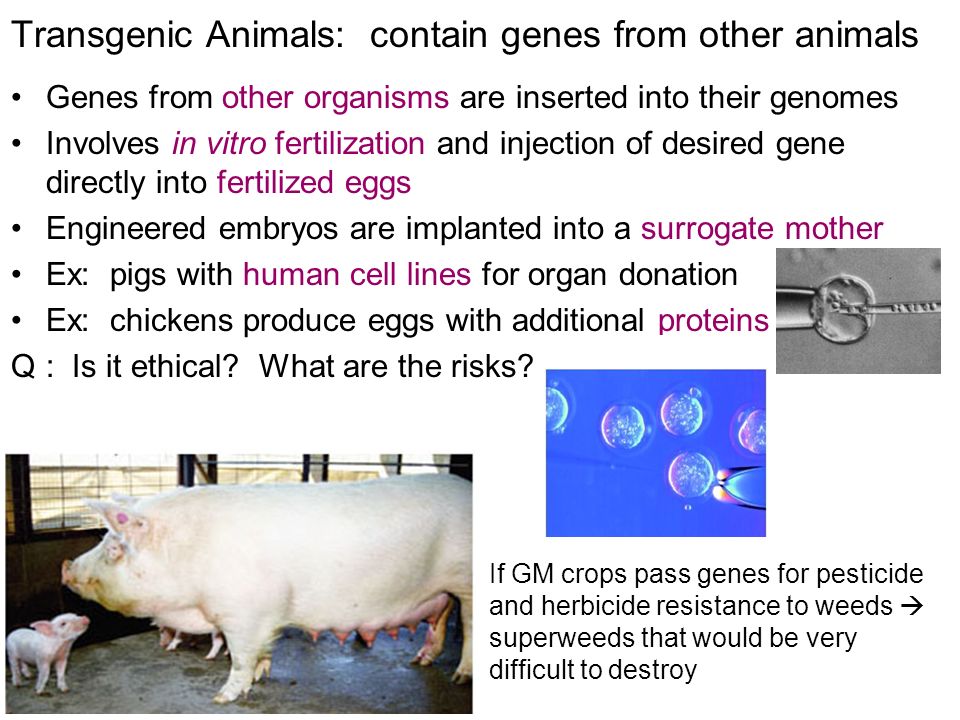 GENETICALLY MODIFIED (GM) ORGANISMS Recombinant DNA technology is producing  new genetic varieties of plants and animals Use Ti plasmid of  Agrobacterium. - ppt download