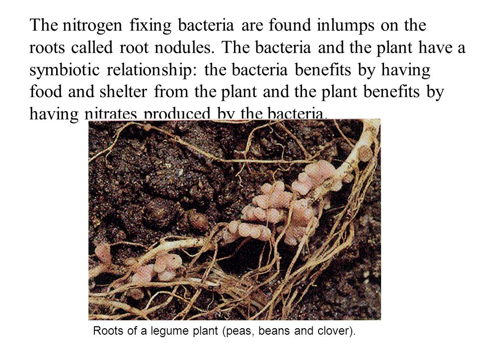 Nitrogen in the air animal protein dead plants & animals urine & faeces  ammonia nitrites nitrates plant made protein decomposition by bacteria &  fungi. - ppt download