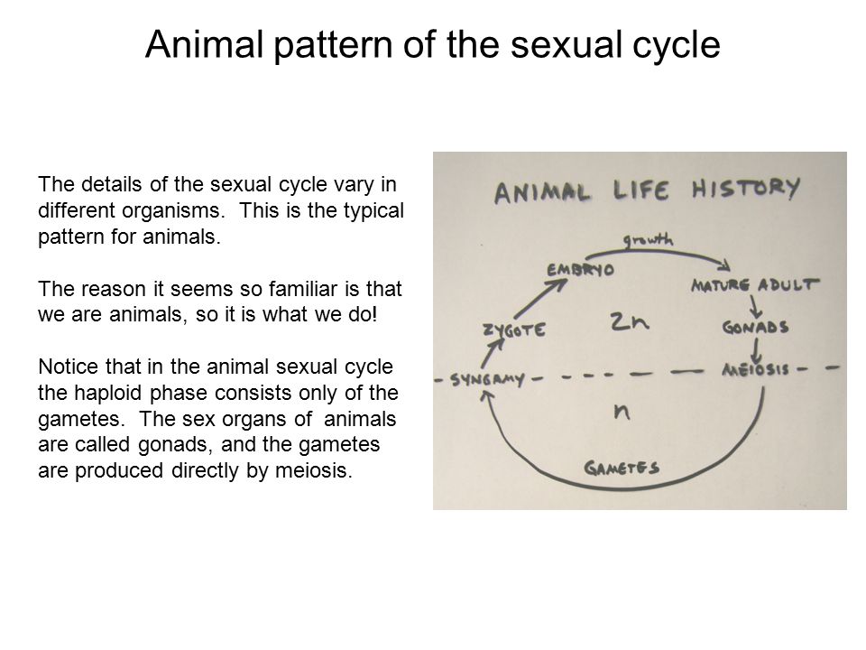 Life histories of sexually reproducing organisms Sexually reproducing  organisms typically go through a life cycle that includes the fusion of  gametes to. - ppt download
