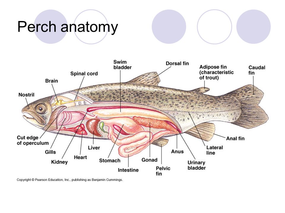 Perch anatomy.