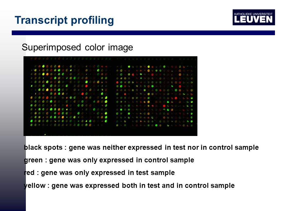 black spots : gene was neither expressed in test nor in control sample green : gene was only expressed in control sample red : gene was only expressed in test sample yellow : gene was expressed both in test and in control sample Superimposed color image Transcript profiling