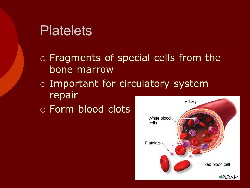 Circulatory System Platelets