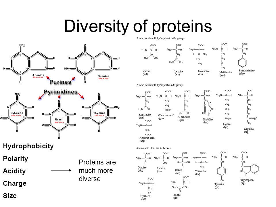 Diversity of proteins Hydrophobicity Polarity Acidity Charge Size Proteins are much more diverse