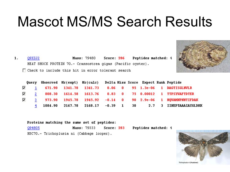 Mascot MS/MS Search Results