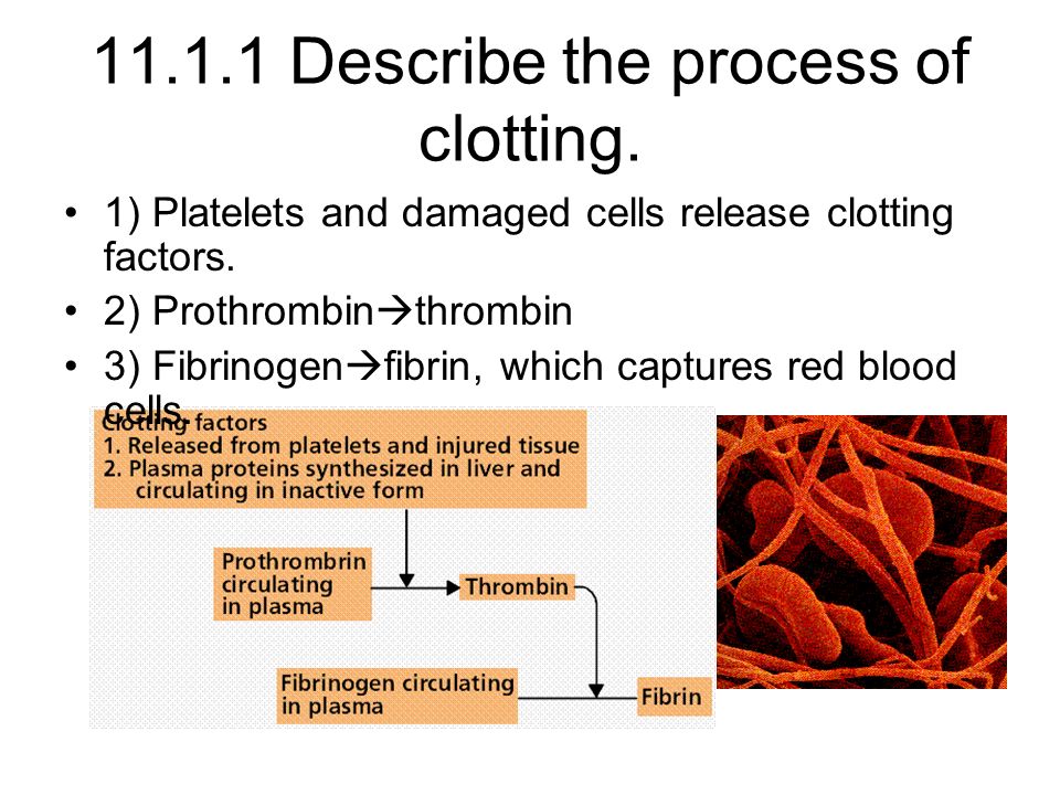 11 Human Health Physiology Describe The Process Of Clotting 1 Platelets And Damaged Cells Release Clotting Factors 2 Prothrombin Thrombin Ppt Download