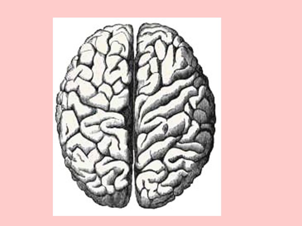 Второе полушарие мозга. Два полушария мозга. Мозг сверху. Половинка мозга. Полушария головного мозга черно белые.