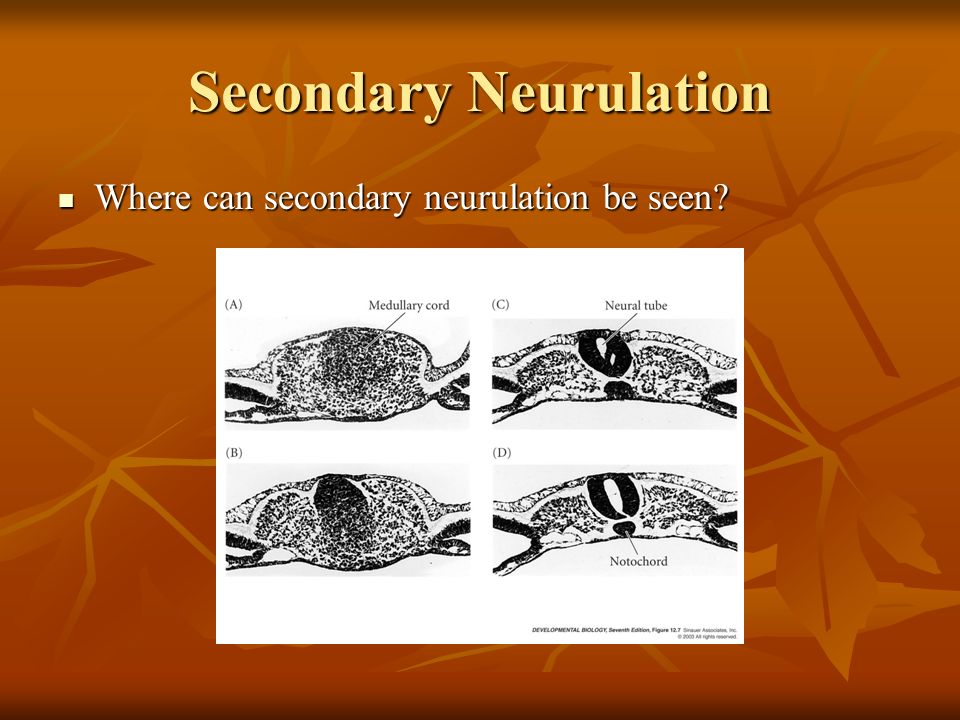 secondary neurulation
