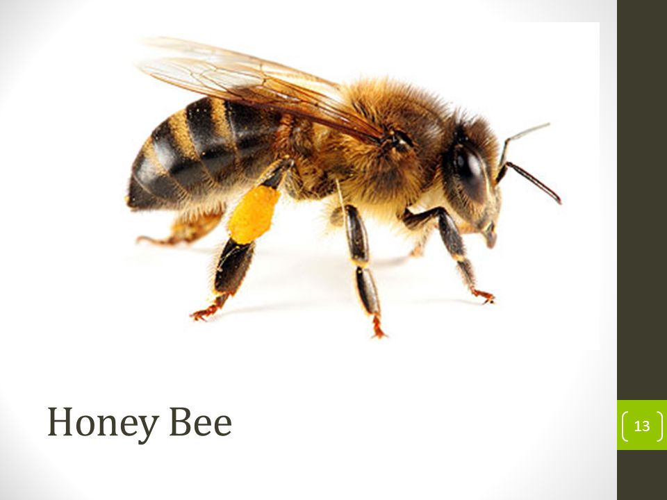 Honey Bee 13