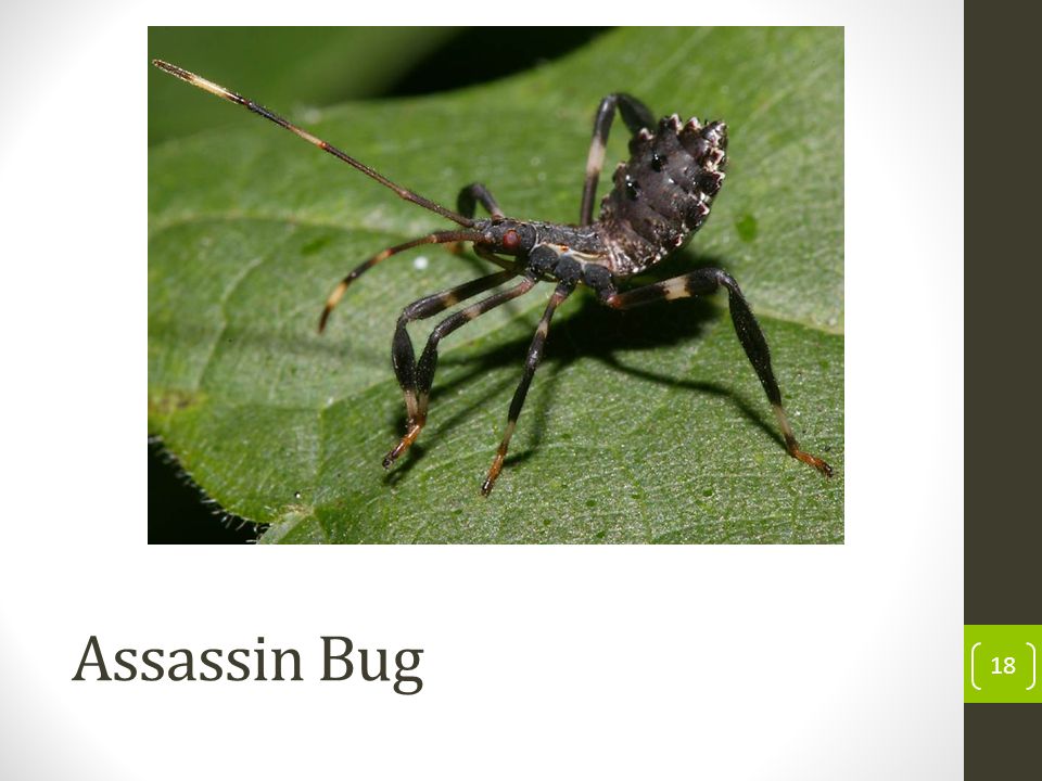 Assassin Bug 18