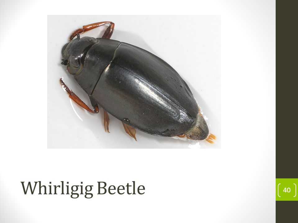 Whirligig Beetle 40
