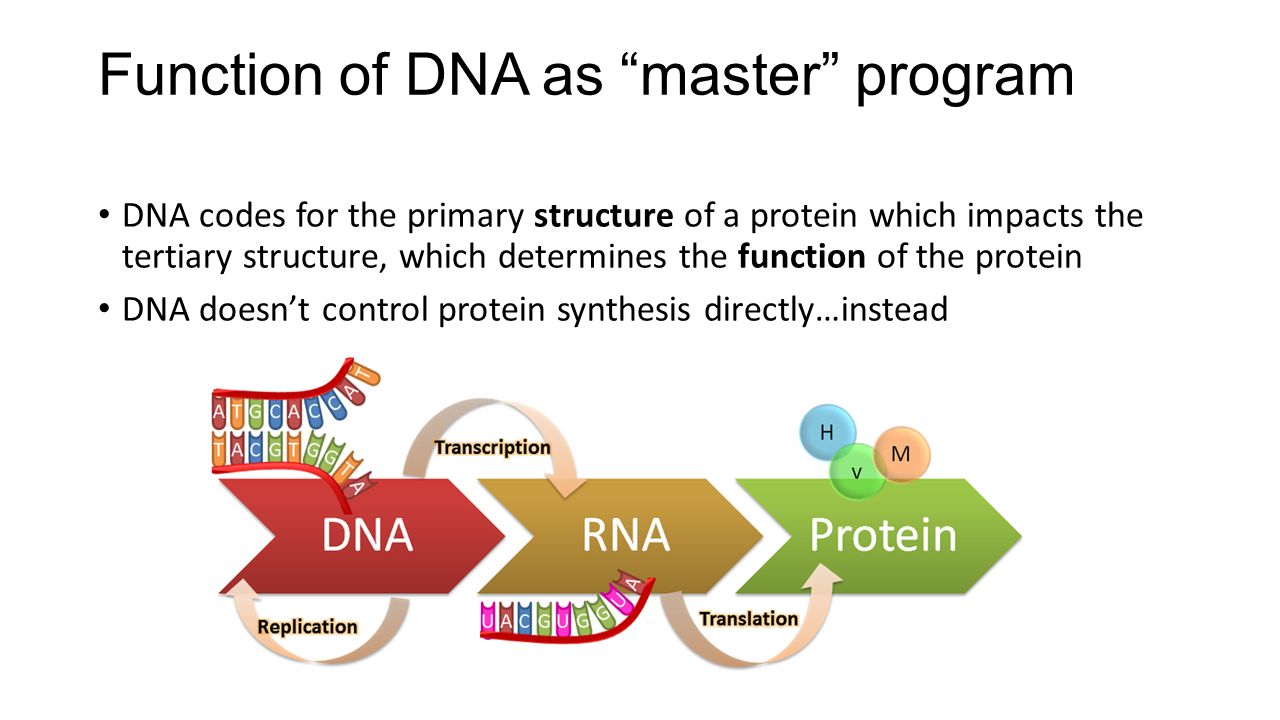 Functions of DNA and its structure Functions of DNA and its structure
