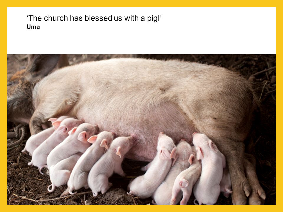 ‘The church has blessed us with a pig!’ Uma