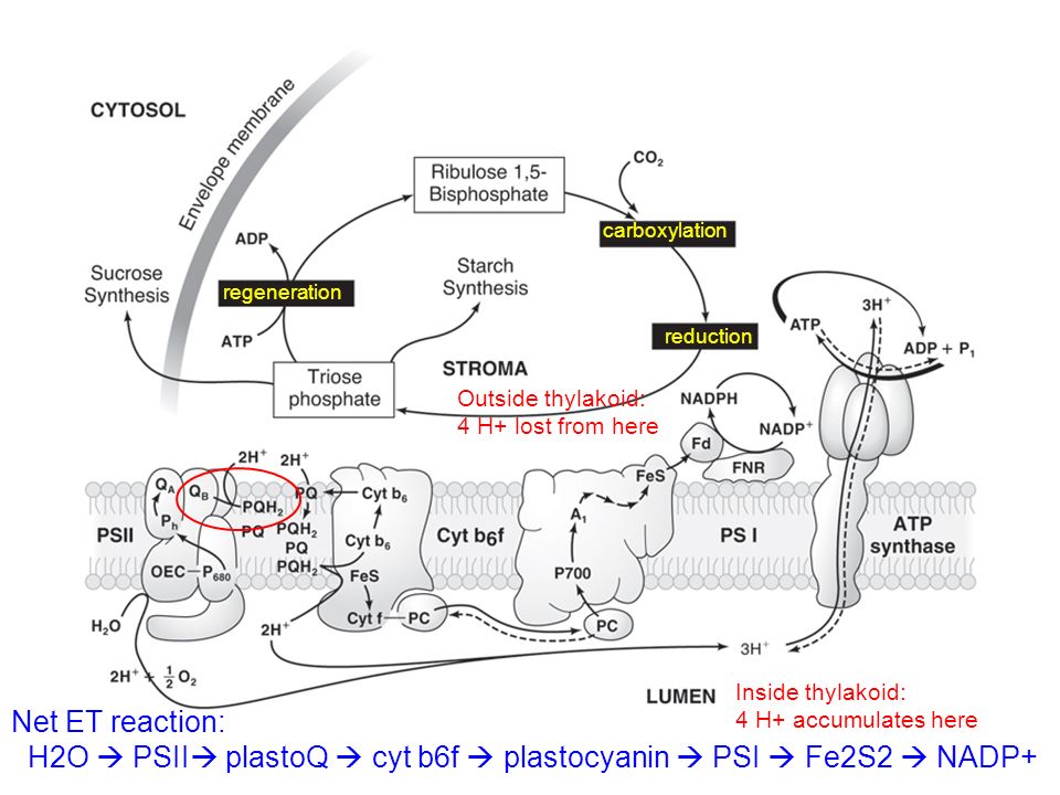 Inside thylakoid: 4 H+ accumulates here Outside thylakoid: 4 H+ lost from here carboxylation regeneration reduction Net ET reaction: H2O  PSII  plastoQ  cyt b6f  plastocyanin  PSI  Fe2S2  NADP+