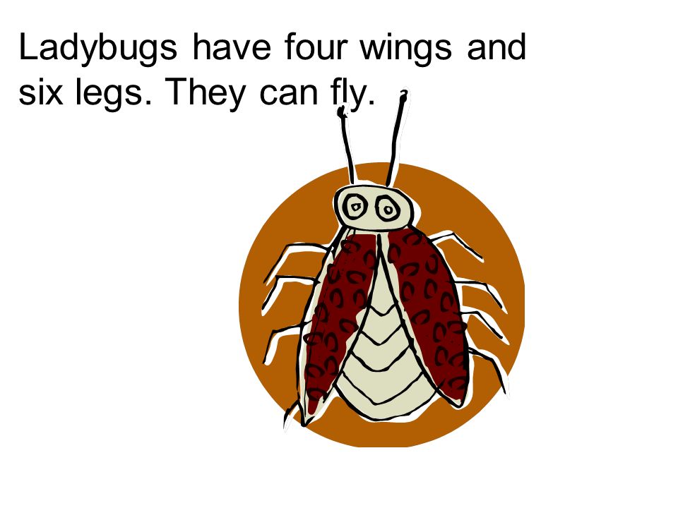 Ladybugs have four wings and six legs. They can fly.