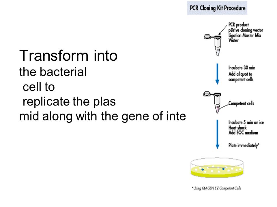 Transform into the bacterial cell to replicate the plas mid along with the gene of interest