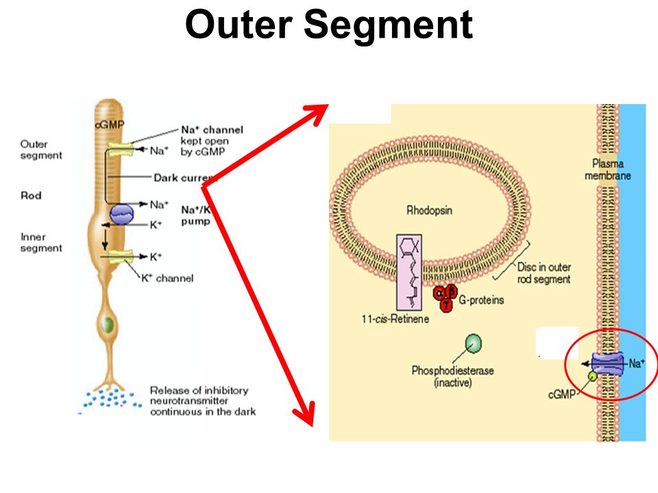 Outer Segment