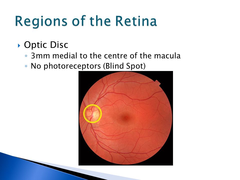  Optic Disc ◦ 3mm medial to the centre of the macula ◦ No photoreceptors (Blind Spot)