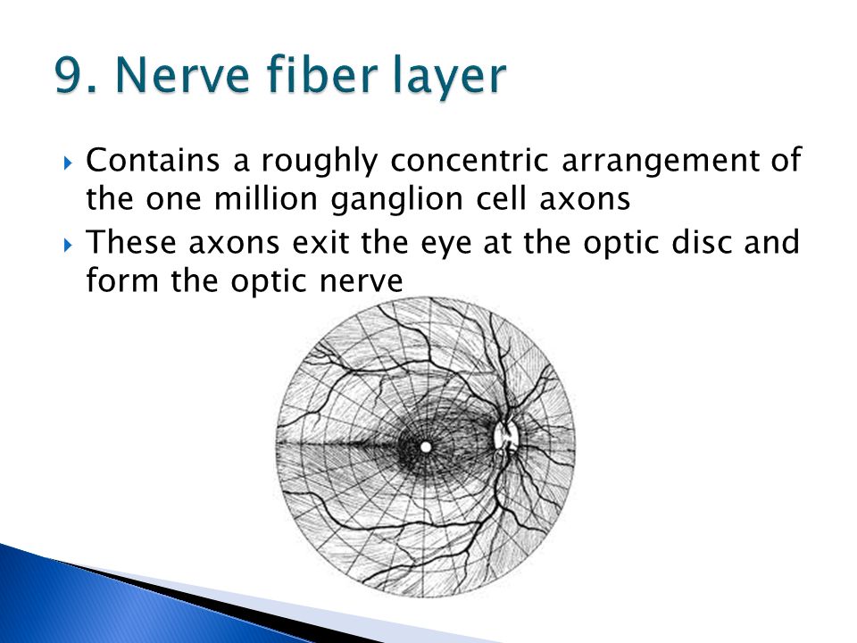  Contains a roughly concentric arrangement of the one million ganglion cell axons  These axons exit the eye at the optic disc and form the optic nerve