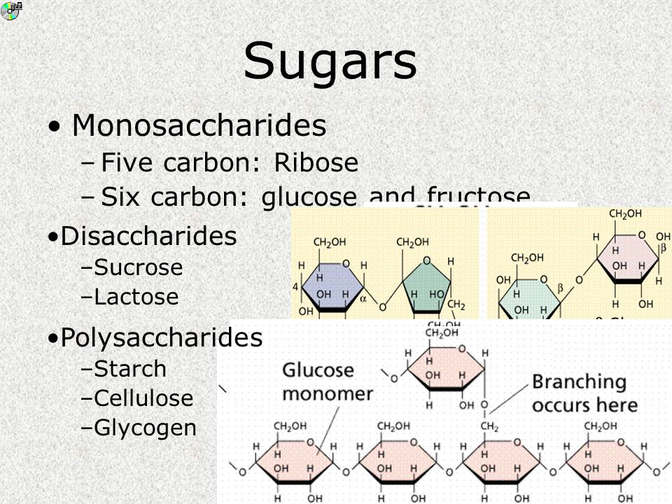Sugars Monosaccharides –Five carbon: Ribose –Six carbon: glucose and fructose Disaccharides –Sucrose –Lactose Polysaccharides –Starch –Cellulose –Glycogen