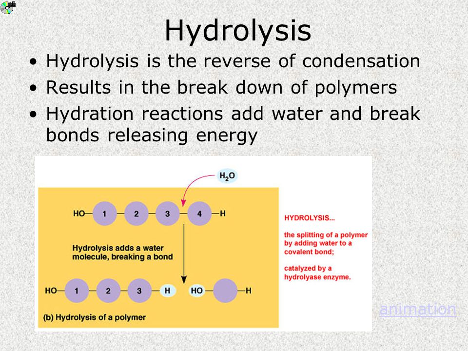 Hydrolysis Hydrolysis is the reverse of condensation Results in the break down of polymers Hydration reactions add water and break bonds releasing energy animation