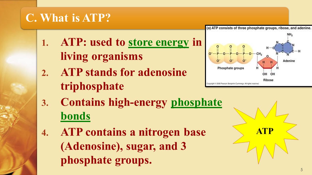 5 C. What is ATP. 1. ATP: used to store energy in living organisms 2.