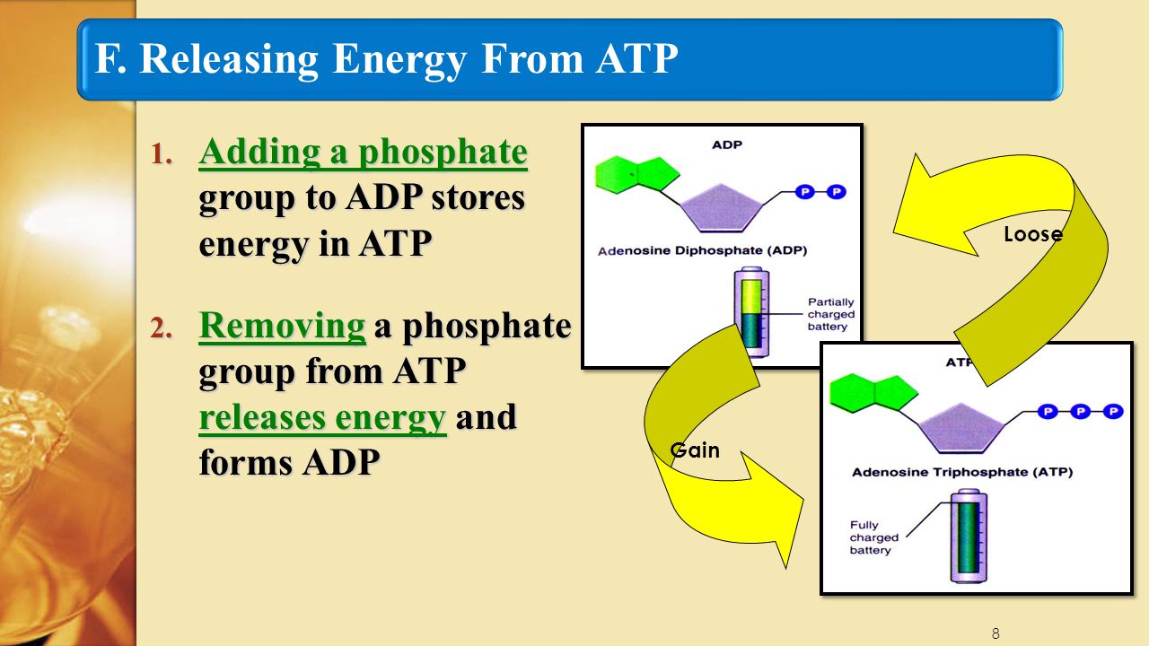 8 F. Releasing Energy From ATP 1. Adding a phosphate group to ADP stores energy in ATP 2.