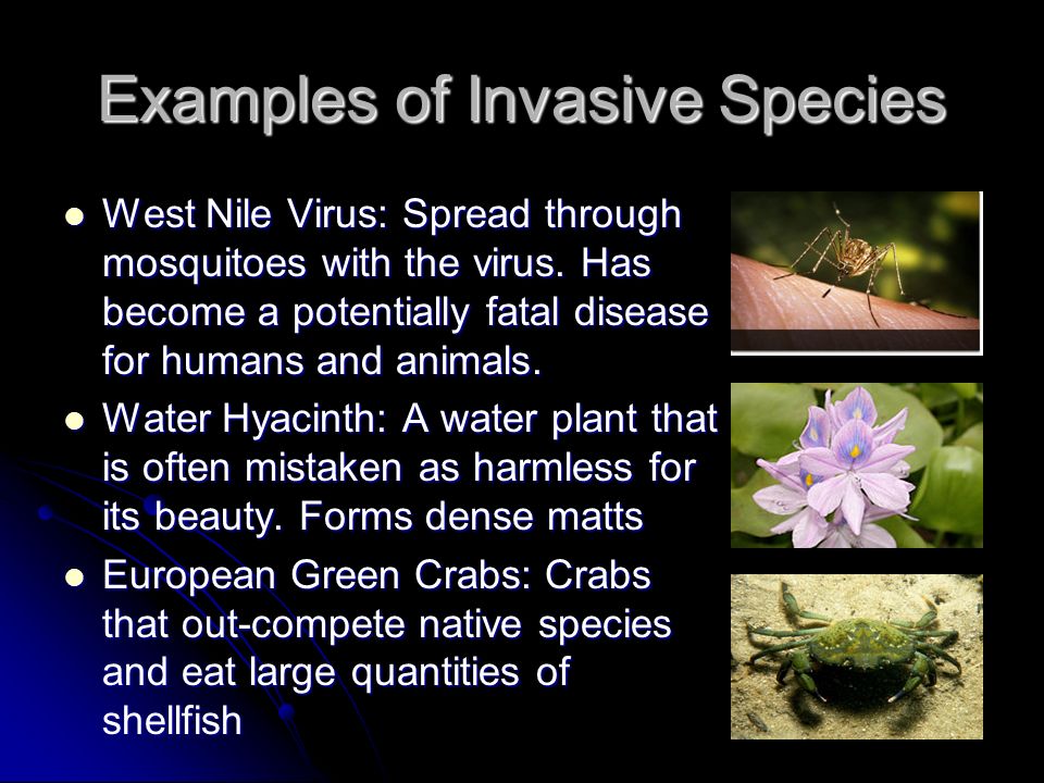 invasive species examples Invasive species introduce the session today we are going to.